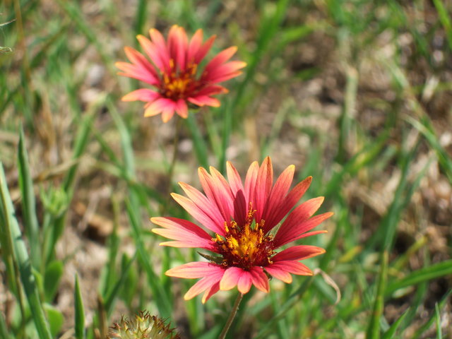 dscf0037