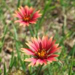 dscf0037