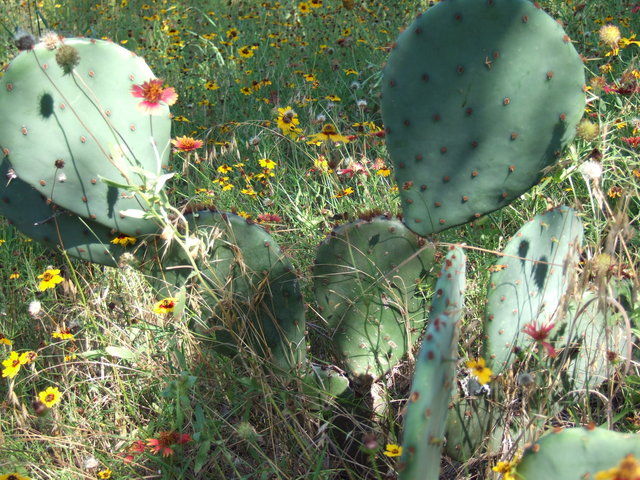 dscf0048