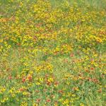 dscf0052