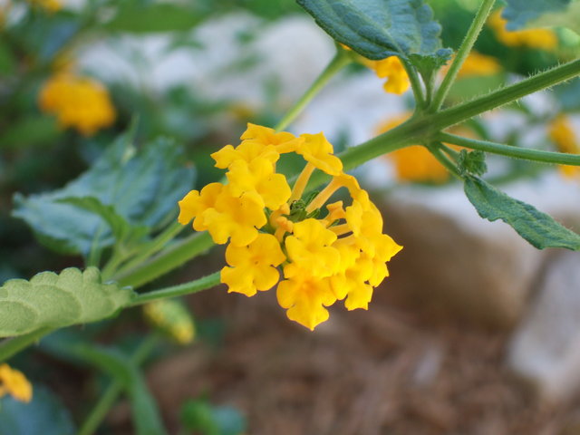 dscf0053