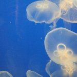 Aquarium of the Bay