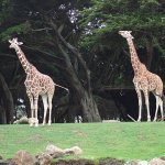 San Francisco Zoo