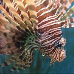 Steinhart Aquarium