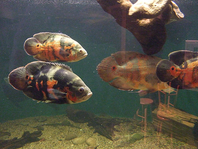 dscf0395