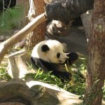 San Diego Zoo